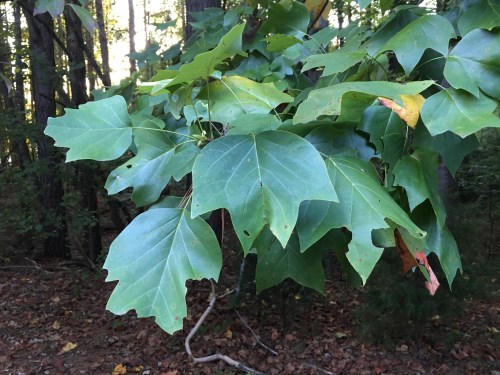 tulip poplar