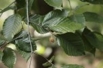 American Beech