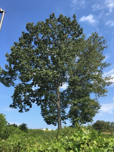 Chestnut Oak
