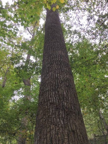 Liriodendron tulipifera
