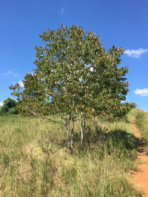 Diospyros Virginiana